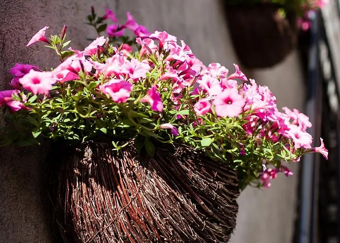 Hortensjowy Zakatek Goscinne Łeba